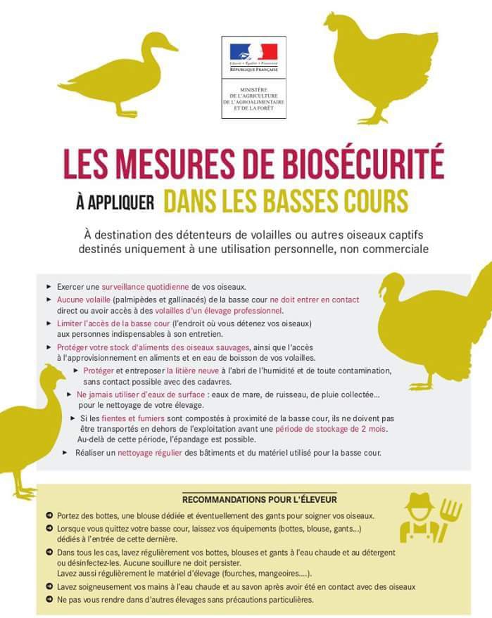 Marie Volaille – Vente de volailles vivantes de qualité