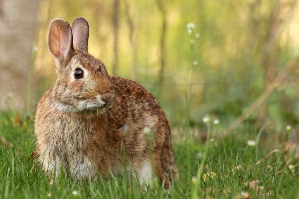 LAPIN