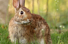 Marie Volaille – Vente de volailles vivantes de qualité