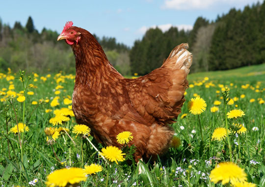 Marie Volaille – Vente de volailles vivantes de qualité