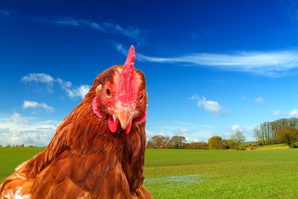 Marie Volaille – Vente de volailles vivantes de qualité