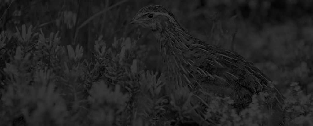 Marie Volaille – Vente de volailles vivantes de qualité