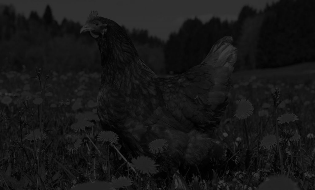 Marie Volaille – Vente de volailles vivantes de qualité