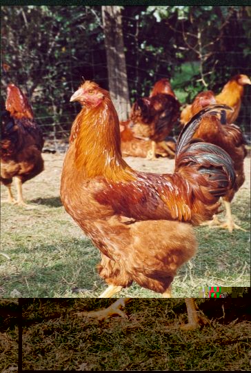 Marie Volaille – Vente de volailles vivantes de qualité