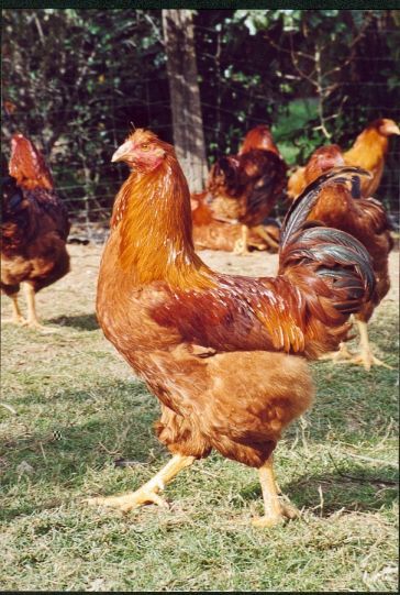 Marie Volaille – Vente de volailles vivantes de qualité