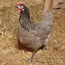 Marie Volaille – Vente de volailles vivantes de qualité