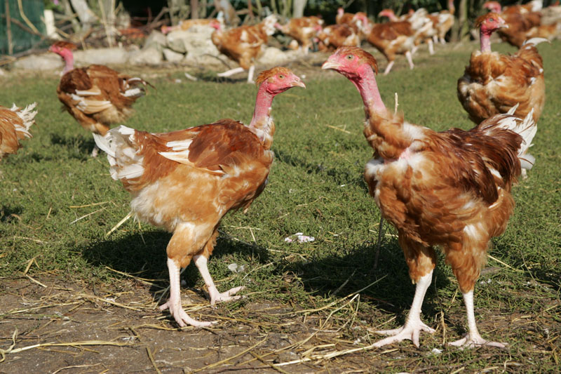 Marie Volaille – Vente de volailles vivantes de qualité