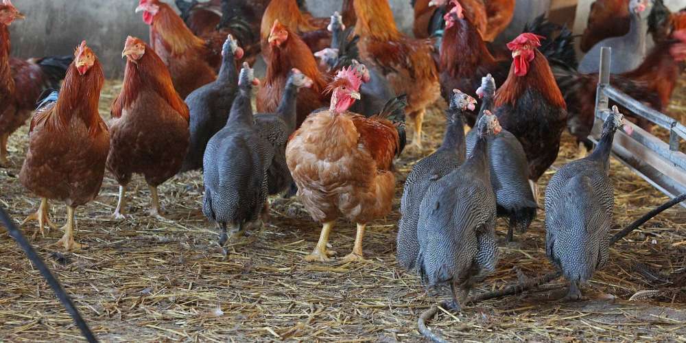 Marie Volaille – Vente de volailles vivantes de qualité
