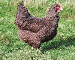 Marie Volaille – Vente de volailles vivantes de qualité