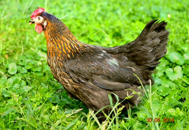 Marie Volaille – Vente de volailles vivantes de qualité