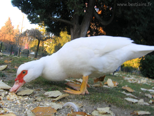 Marie Volaille – Vente de volailles vivantes de qualité