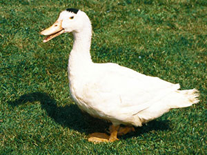canard-mulard
