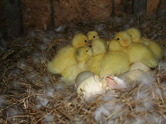 Marie Volaille – Vente de volailles vivantes de qualité