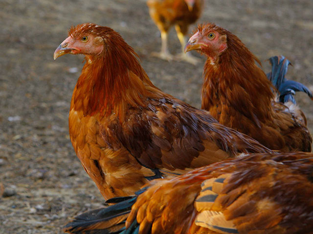 Marie Volaille – Vente de volailles vivantes de qualité