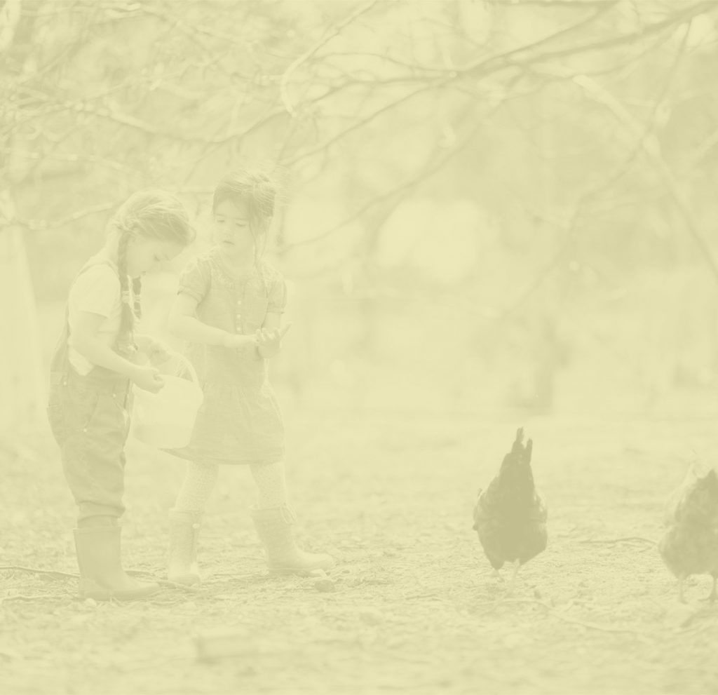 Marie Volaille – Vente de volailles vivantes de qualité