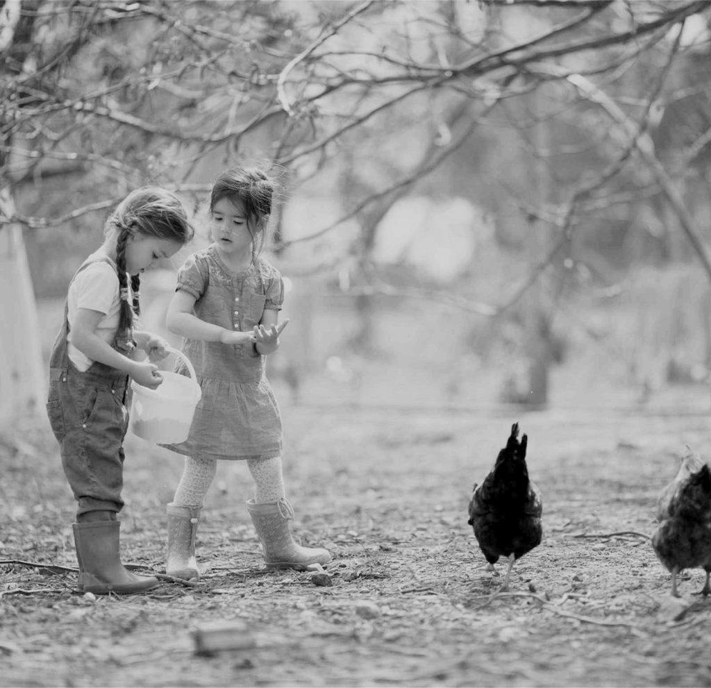 Marie Volaille – Vente de volailles vivantes de qualité