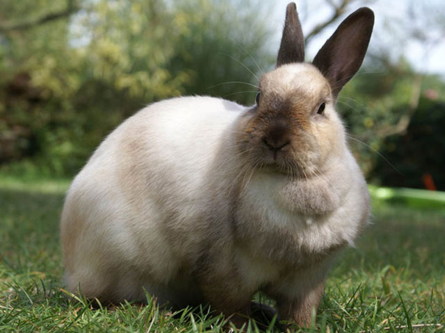 Marie Volaille – Vente de volailles vivantes de qualité