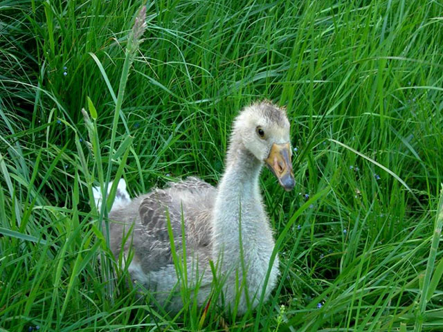Marie Volaille – Vente de volailles vivantes de qualité