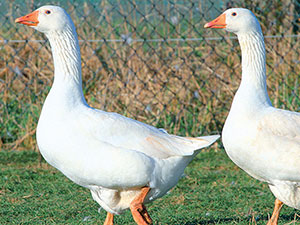oies-blanches