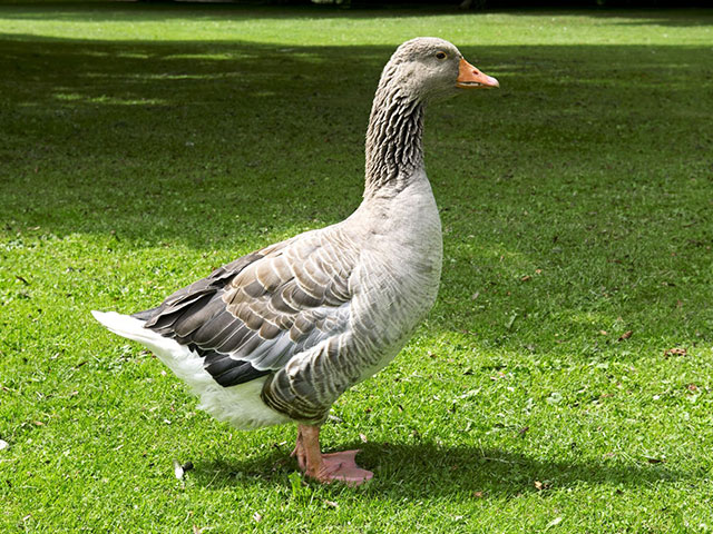 Marie Volaille – Vente de volailles vivantes de qualité