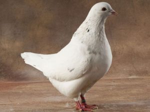 pigeon