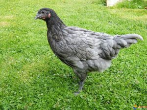 poule-bleue-de-france