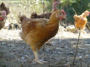 poulet-roux-demarre