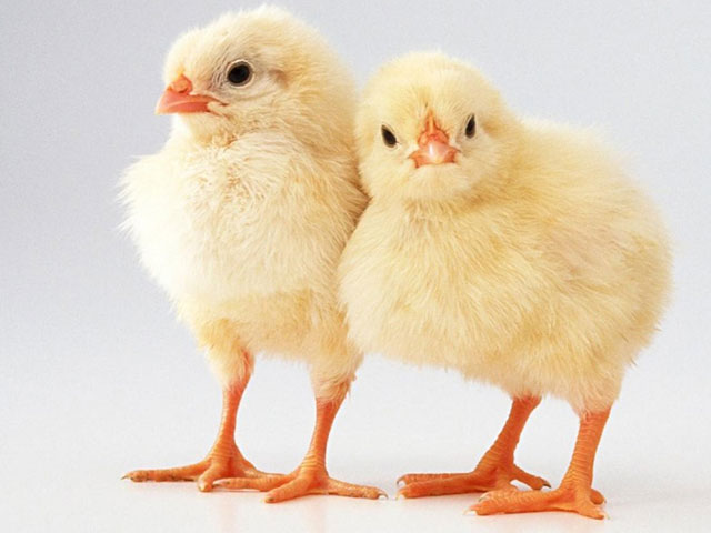 Marie Volaille – Vente de volailles vivantes de qualité