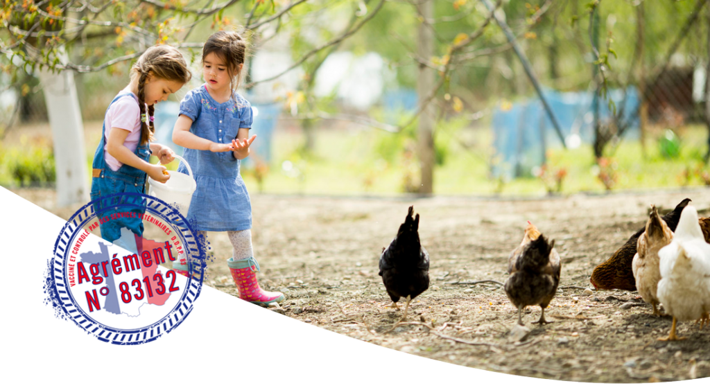 Marie Volaille – Vente de volailles vivantes de qualité