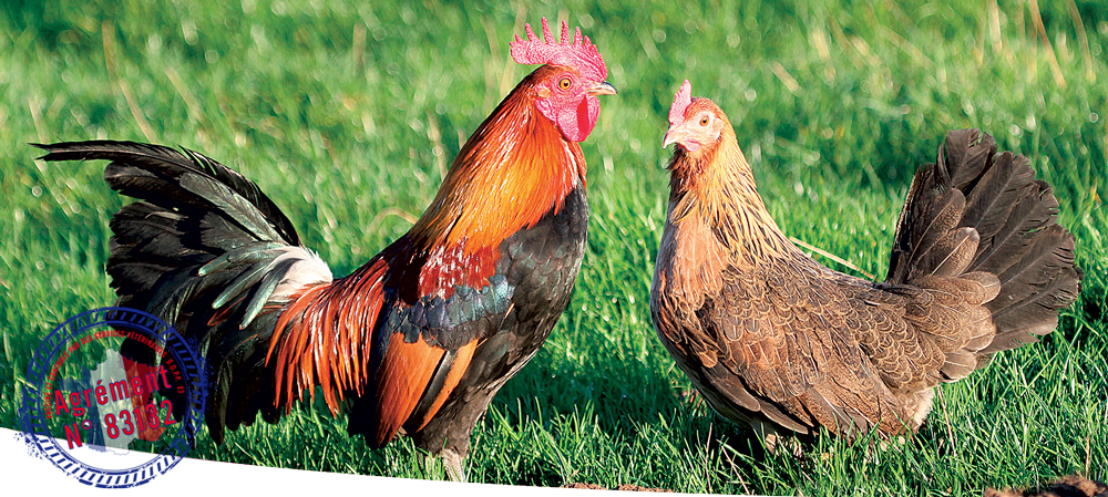 Marie Volaille – Vente de volailles vivantes de qualité