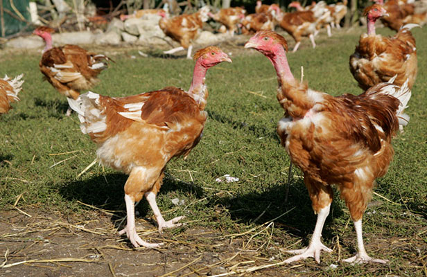 Marie Volaille – Vente de volailles vivantes de qualité