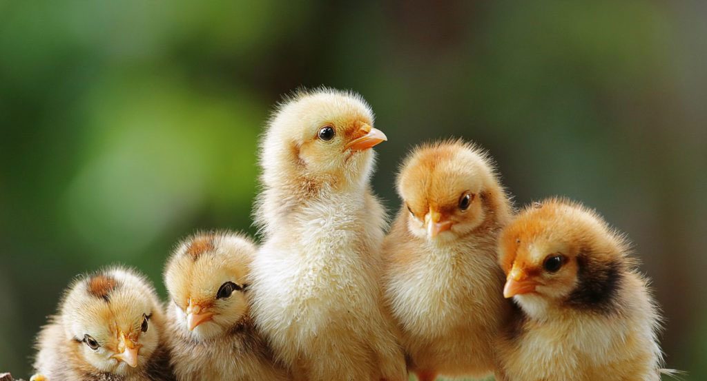 Marie Volaille – Vente de volailles vivantes de qualité