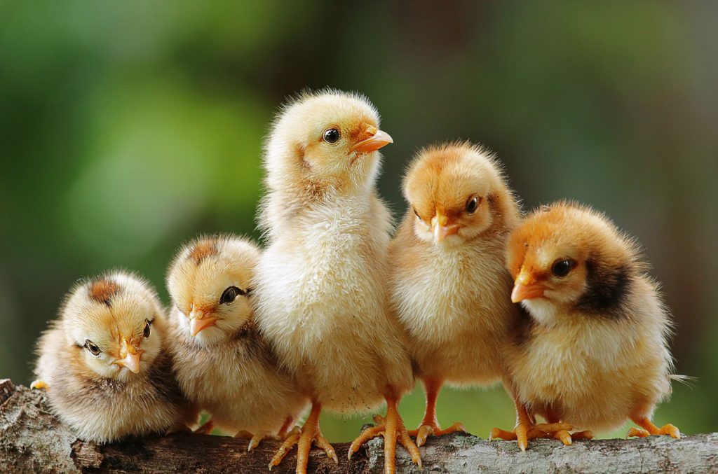 Marie Volaille – Vente de volailles vivantes de qualité