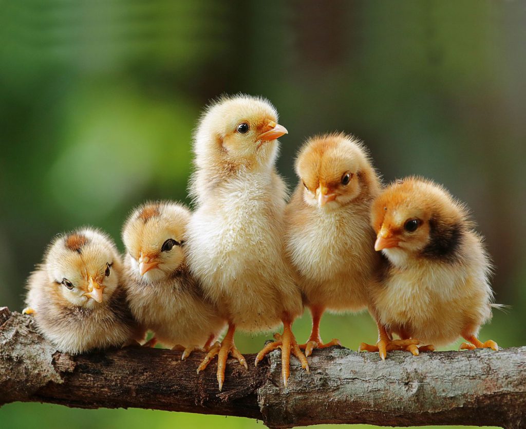 Marie Volaille – Vente de volailles vivantes de qualité