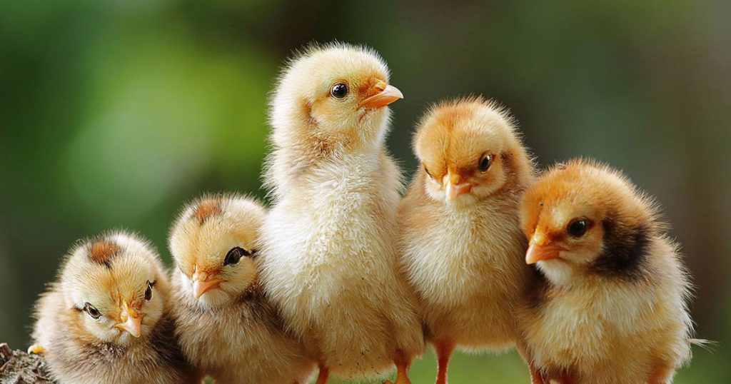 Marie Volaille – Vente de volailles vivantes de qualité