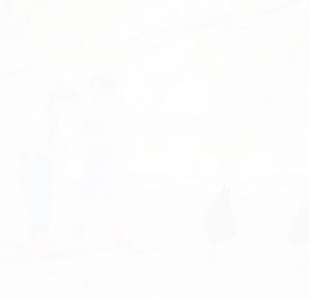 Marie Volaille – Vente de volailles vivantes de qualité