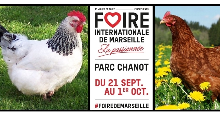 Marie Volaille – Vente de volailles vivantes de qualité